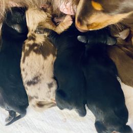 Dachshund Puppies from M&M’s Mini Dachshunds