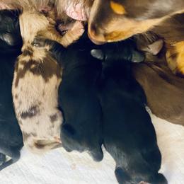 Dachshund Puppies from M&M’s Mini Dachshunds