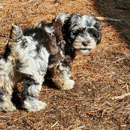 Cockapoos from Lonewolf's Litters