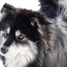 Ursi - Pomsky