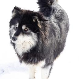 Ursi - Pomsky