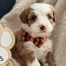 Macaroni- Orange Collar - Red male Bernedoodle puppy in Katy, Texas from Bluebonnet Bernedoodles of Southeast Texas