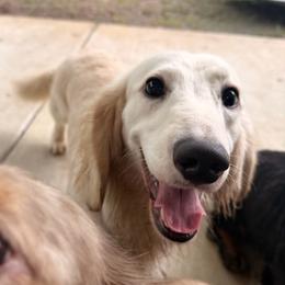 Creed (neutered) - Cream male Dachshund puppy in Pauls Valley, Oklahoma from Simply Happy Dachshunds