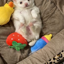 Chihuahua Puppies from TipTop Chihuahuas
