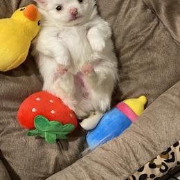Chihuahua Puppies from TipTop Chihuahuas