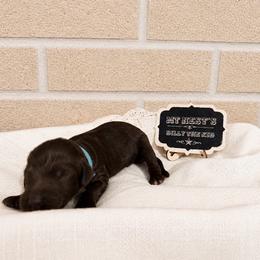 MT Nest's Billy the Kid - Chocolate male Goldendoodle puppy in Clyde, Texas from MTNest Doodles