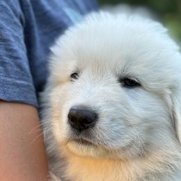 Maremma Sheepdogs from Wild at Farm