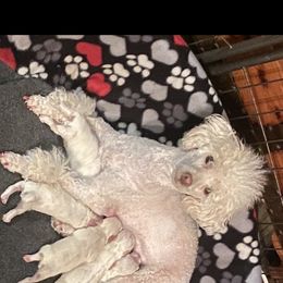 Poodle and Toy Australian Shepherd Puppies from 2B Aussies