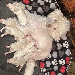 Poodle and Toy Australian Shepherd Puppies from 2B Aussies