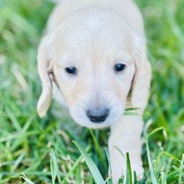 Dachshund Puppies from Lala’s Pups