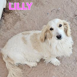 Lilly - Dachshund