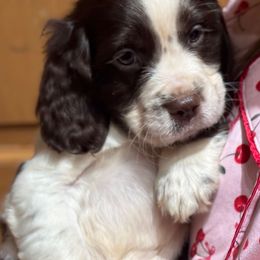 Snickers - Liver and white male English Springer Spaniel puppy in Coeur D'alene, Idaho from Springer Hollow