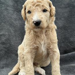 Parker (Spider man) - Apricot male Poodle puppy in Lecanto, Florida from Lecanto Puppy