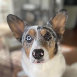 Magnolia (Maggie) - American Corgi