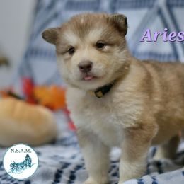 Aries - Red and white female Alaskan Malamute puppy in Kingston, Tennessee from North Shore Alaskan Malamutes