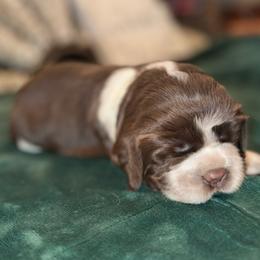 Blue boy - Liver white and roan male English Springer Spaniel puppy in Cleburne, Texas from Powers English Springer Spaniels
