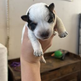 Gust - Blue speckled male Australian Cattle Dog puppy in Ellensburg, Washington from Boondock Bandits
