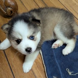 MxE B2 - Wolf sable male Pomsky puppy in Charlotte, Michigan from Moore Pomskies
