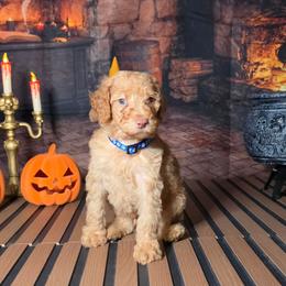 Blue Boy - Caramel red male Labradoodle puppy in El Paso, Texas from My Cuddly Doodles