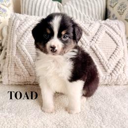 TOAD - Black tri male Miniature American Shepherd puppy in Puyallup, Washington from FERGI’S GEMINI MAS