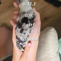 Attina - Blue merle female Miniature Australian Shepherd puppy in Saranac, Michigan from Pure Michigan Mini Aussies