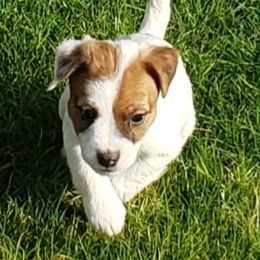 Jack Russell Terrier Puppies from Marvel Lane Jack Russell Terriers