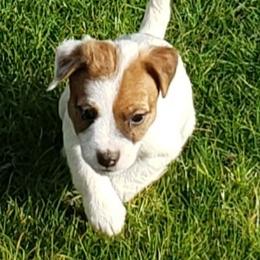 Jack Russell Terrier Puppies from Marvel Lane Jack Russell Terriers