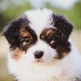 Brynlee - Tri-color female Border Collie puppy in Dallas, Texas from Effervescent Border Collies