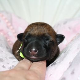 Belgian Malinois Puppies from Pyrex Kennels