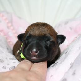 Belgian Malinois Puppies from Pyrex Kennels