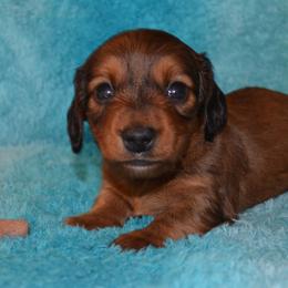 Boy 1 - Red male Dachshund puppy in Cherokee, Oklahoma from Special “K” Dachshunds