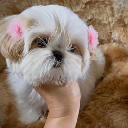 Daisy - White female Shih Tzu puppy in Frederick, Maryland from Shih Tzu Puppy in Maryland