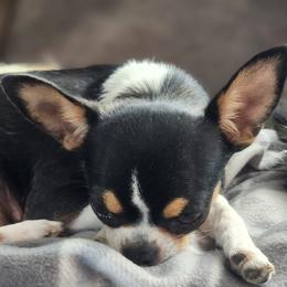 June - Chihuahua