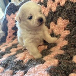 Fluttershy - White female Pomeranian puppy in Rhode Island from Heartfelt Kennels