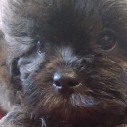 Shihpoos from Susan's Shihpoo