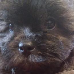 Shihpoos from Susan's Shihpoo