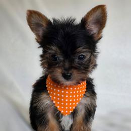 Olive's Boy 1 - Black and tan male Yorkshire Terrier puppy in Aiken, South Carolina from Sio's Yorkies