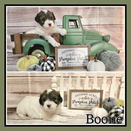 Boone - Parti male Schnoodle puppy in Lebanon, Missouri from Cedar Glades Canines