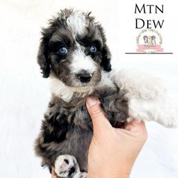 Mtn Dew - Blue merle male Aussiedoodle puppy in Corydon, Indiana from Ridgeline Doodles