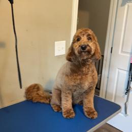 Goldendoodle and Shih Tzu All Grown Up from Shihtzuandoodlenc.LLC