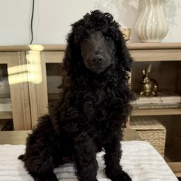 Ash - Blue male Poodle puppy in Rocklin, California from Brienwood Poodles