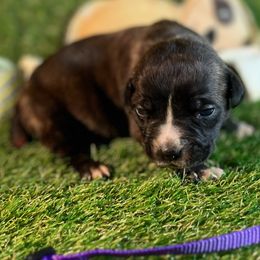 Girl 3 - female Cane Corso puppy in Catawba, North Carolina from Catawba Cane Corso