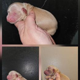 1 - Cream female Dachshund puppy in Lansing, Michigan from Black Thunder 517 Dachshunds and frenchies