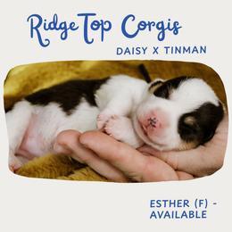 Esther - Black and tan female Pembroke Welsh Corgi puppy in South Otselic, New York from Ridge Top Corgis