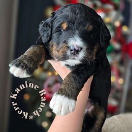 Simon - Tri-color male Bernedoodle puppy in Ashton, Idaho from Kerr Kanine Ranch