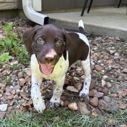 Aspen-Teal Collar - Liver and white female German Shorthaired Pointer puppy in Conroe, Texas from Tipsy Rabbit GSP TopDog Kennel