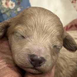 Cockapoo puppies from Happy Hollow Ranch