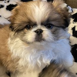 Pekingese Puppies from Della Serra Pekingese