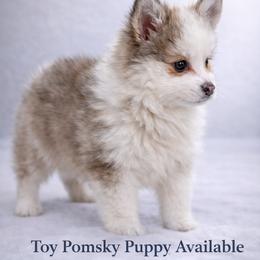 Fen - Merle male Pomsky puppy in Miamisburg, Ohio from Kayla M Smith