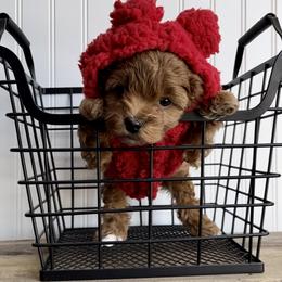 Bernedoodle, Cavapoo, Goldendoodle, and Poodle Puppies from Gypsi Doodles & Poodles